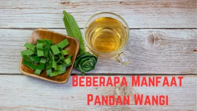 manfaat-pandan-wangi